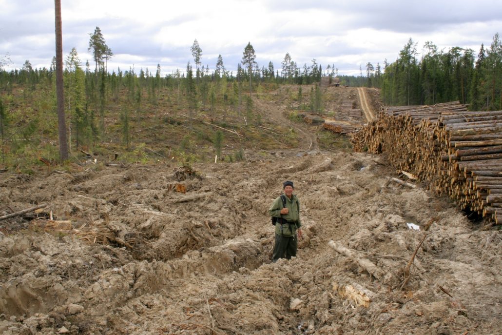 Эррозия почвы после лесозаготовок