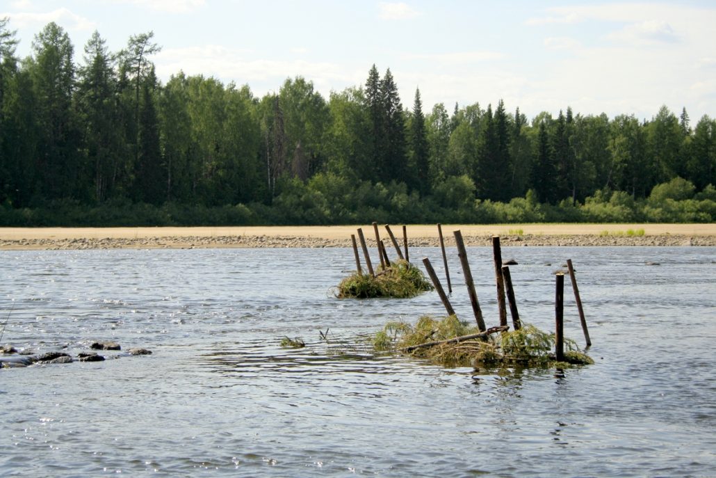 Illegal fences for salmon fishing, Mezen River between Kurmysh and Pizhma